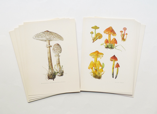 SAMMLUNG NATURKUNDLICHER TAFELN