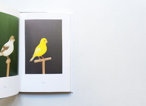 Luke Stephenson: An Incomplete Dictionary of Show Birds