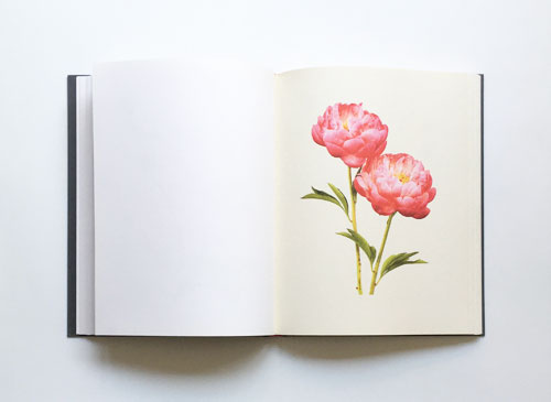 Kenji Toma: The Most Beautiful Flowers