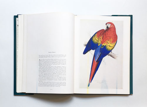 Classic Natural History Prints, Bird