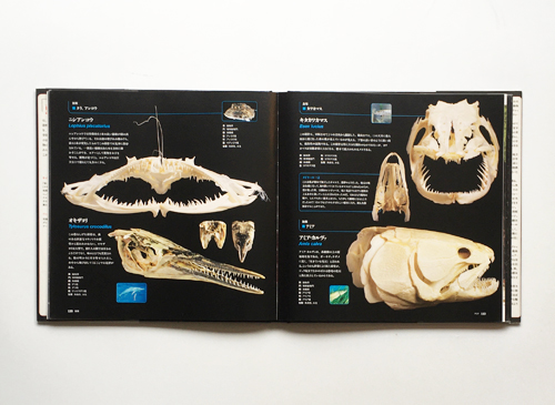 スカル アラン・ダドリーの驚くべき頭骨コレクション