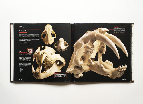 スカル アラン・ダドリーの驚くべき頭骨コレクション