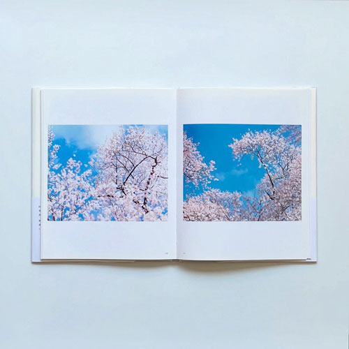 100％品質 古書古本 dessin：鈴木理策 熊野、雪、桜（淡交社） 和書