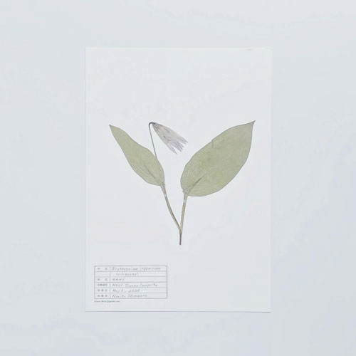 古書古本 dessin： 無印良品キャンプ場 ポスター集（無印良品,新村則人