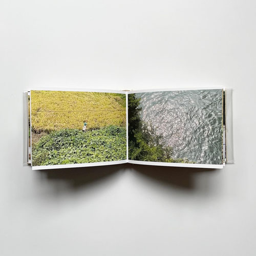 Cintia Tortosa Santisteban: Screenshots from a series of videos about a rice field and its surroundings.