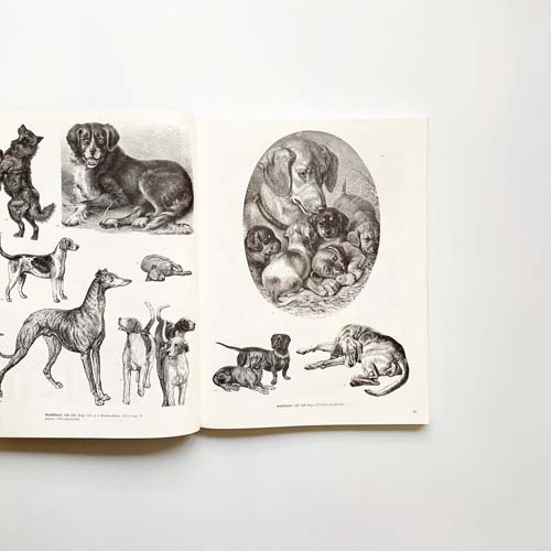 ANIMALSー1419 Copyright-Free Illustrations of Mammals, Birds, Fish, Insects, etc.