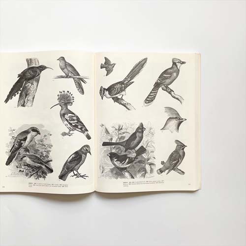 ANIMALSー1419 Copyright-Free Illustrations of Mammals, Birds, Fish, Insects, etc.