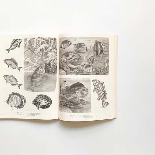 ANIMALSー1419 Copyright-Free Illustrations of Mammals, Birds, Fish, Insects, etc.