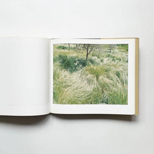 Joel Meyerowitz: Tuscany: Inside the Light