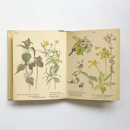 THE COUNTRY DIARY OF AN EDWARDIAN LADY