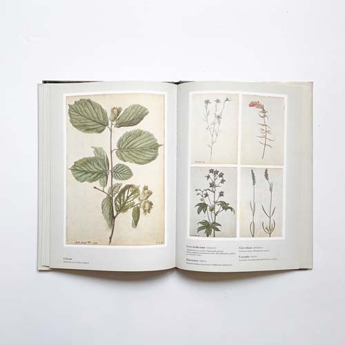 Jacques Le Moyne de Morgues: Portraits of Plants