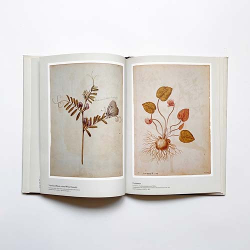 Jacques Le Moyne de Morgues: Portraits of Plants