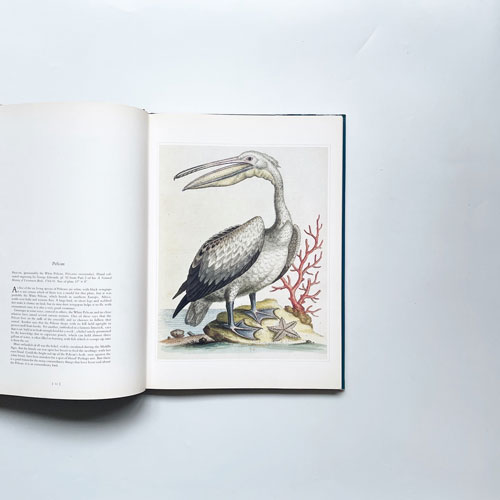 Birds: Classic Natural History Prints