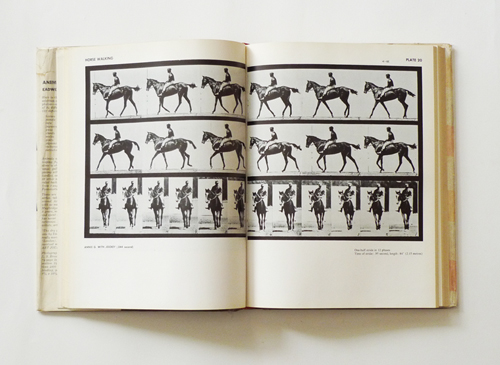 Eadweard Muybridge: Animals in Motion